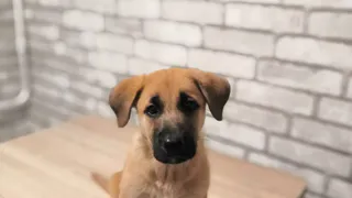 Дай лапку: Тилль, Мазай и Лада ищут любящих хозяев