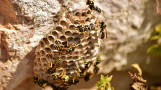 Как решить проблему с осами на даче и участке: действенные, легкие и проверенные методы