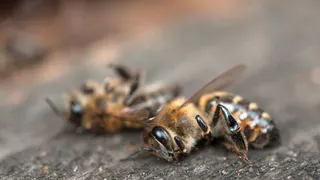 Губернатор Брянской области пояснил причины массовой гибели пчёл