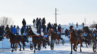 В Коми определили быстрейших в зимних конных заездах