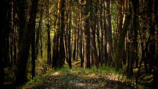 В Рязанской области охотник заблудился в 10 минутах ходьбы от дома