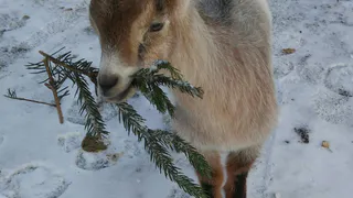 Рязанцы 12 января пожаловались на свалку сосен на Московском шоссе