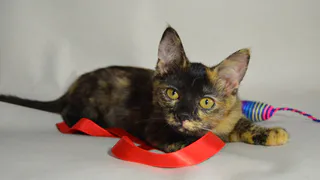 Дай лапку: Матильда, Янтарь и Джем в поисках хозяев