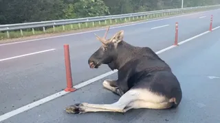 В Чувашии на М-7 женщина пострадала в ДТП с лосем