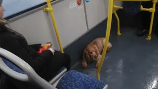 В Брянске спаниель катался в автобусе, пока его искали хозяева