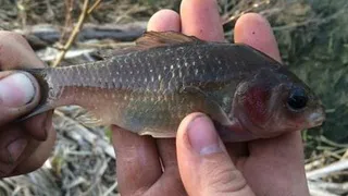 Рязанец поймал в р. Листвянка рыбу больную краснухой