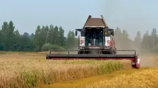 Аграрии Владимирской области собрали урожай с 13,7 тысячи гектаров зерновых культур