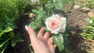 ½ ложки в 5 литров – и розы засыплют бутонами: даже старые кусты начнут вовсю цвести весь сезон