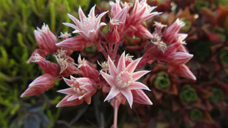 Чашку под декабрист — цветы распустят все побеги: поможет, даже если куст не цвел 10 лет