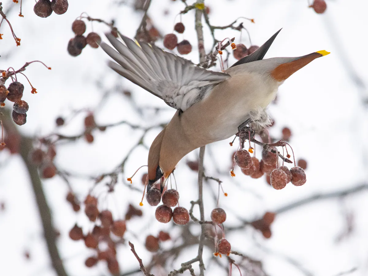 В Татарстане 12 января ожидается пасмурная погода с небольшими морозами