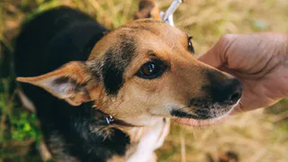 Дай лапку: Черри, Дыма и Леси ищут свой дом