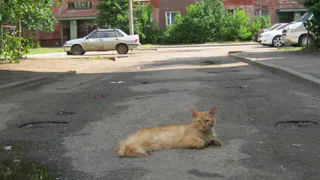 Психолог о ребенке живодере: Люди хотят его убить из-за страха перед психически больными