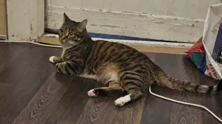 Жильцы и волонтеры пробили стену в квартире в Набережных Челнах для спасения кота из вентиляции