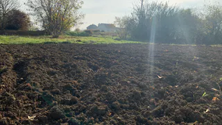 Фасоль как урожай и как удобрение — получаю двойную выгоду: вот какой сорт стоит посадить