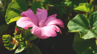 В Чувашии температура воздуха достигнет летних показателей 20 сентября