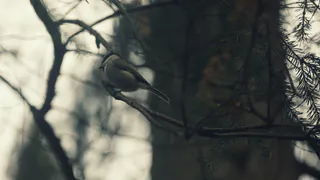 Дождливая зима не сдает позиций: погода в Рязани на  последнюю неделю февраля