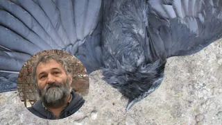 Гибель птиц: экспертиза добавила массу вопросов