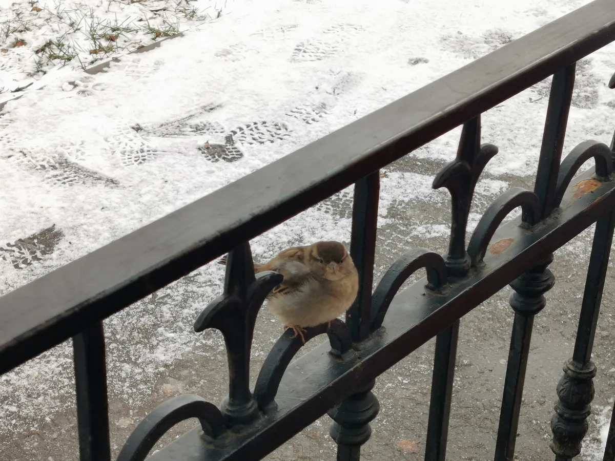 Синоптики предупредили о вторжении в Челябинскую область арктического холода