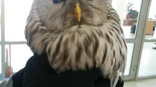 Спасенную сову, которую прозвали местной Буклей,  отпустили на волю