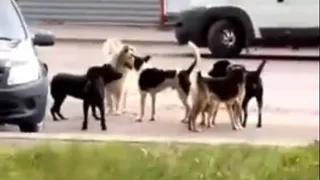 Народный контроль: в Спасске-Рязанском поселилась стая собак. Видео