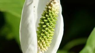 Кладу таблетку в спатифиллум — получаю "фонтан цветов": аптечный совет для ленивых цветоводов