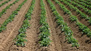 Дачники не верят своим глазам: теперь за картошку на участке придется заплатить штраф. Новое правило с 1 сентября