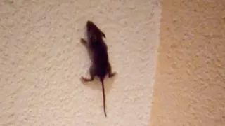 Очевидцы: По рязанскому кафе бегает мышь