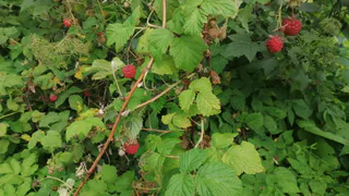 Полено для малины: мои кусты не разрастаются по всему участку, а урожай слаще меда – собираю ведрами