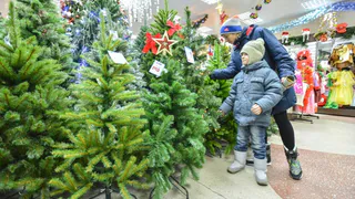 Как правильно выбрать елку?