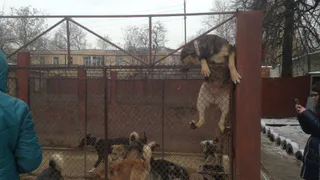 Рязанские школьники посетили собачий приют