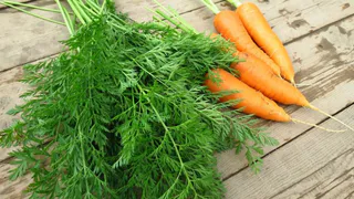 Морковь сразу пойдёт в рост: в июле полейте грядку чудным раствором — первый шаг к хорошему урожаю