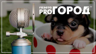 Подкаст ко дню защиты животных: что делать, если вас одолела страсть помогать зверюшкам и как это вылечить