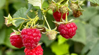 Выкапывайте, пока не поздно: опытный агроном рассказал, что нельзя сажать рядом с малиной – отомстит низким урожаем