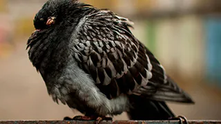 Жителей Коми предупредили об опасном орнитозе