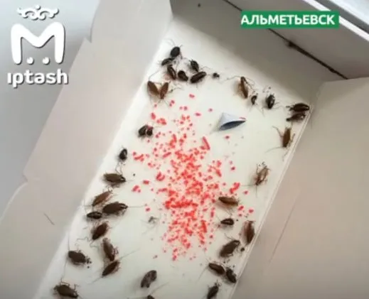 Пенсионерка из Альметьевска три года не убиралась в квартире и замучила голодом несколько кошек