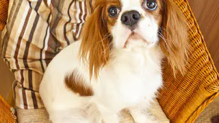 Газета "PRO Город" проводит конкурс «Любимый питомец»