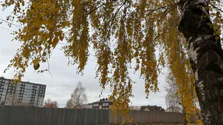 Суд обязал управляющую компанию привести территорию в порядок после падения дерева в Магнитогорске