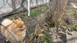 Почему собака кладёт на вас лапу: ученые объяснили как считать сигнал о помощи