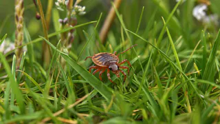 В Нижнекамске за сезон зафиксировано 606 укусов клещей