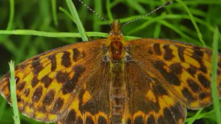В Коми обнаружили новые виды бабочек