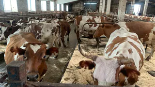 Агрокомплекс Коми отпраздновал первый юбилей успешной работы