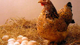 "Зеленецкая" потеряет почти 800 миллионов рублей