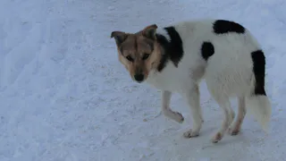 Сердобольная бабуля на Касимовском шоссе прикормила свору собак - дети боятся выходить на улицу
