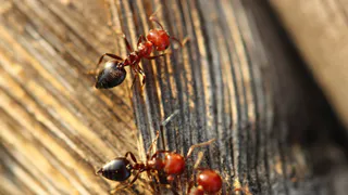 1 пакетик на ведро воды — муравьи мрут «пачками»: мощное средство для борьбы с насекомыми за копейки