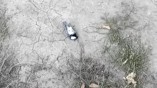 На проезде Завражнова в Рязани обнаружили мёртвых синиц