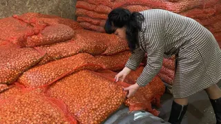 Успешный экспорт лука-севка из Чувашии в Беларусь вырос на 20%