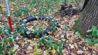 В Юрьев-Польском суд обязал власти убрать полуторакилометровую свалку с лесного участка