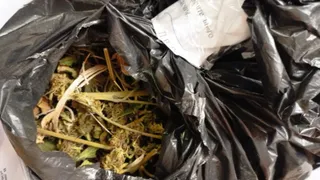 Ковровчанина будут судить за выращивание запрещённых растений