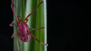 Зеленые зоны в Рязани обработают от клещей не ранее, чем в начале мая