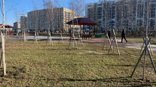 В Пензе уборка снега привела к гибели деревьев на ул. Коннозаводской